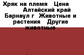 Хряк на племя › Цена ­ 20 000 - Алтайский край, Барнаул г. Животные и растения » Другие животные   . Алтайский край,Барнаул г.